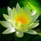 Egrow Lotus Flower Seeds Aquatic Plants Bonsai Lotus Seeds Perennial Plant for Home Garden