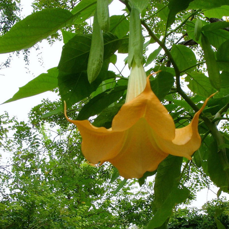 Egrow 50Pcs/Bag Brugmansia Seeds Angel Trumpet Yellow Brugmansia Seeds Huge Fragrant Trumpet Flowers