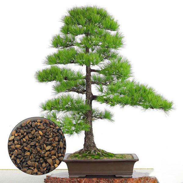 Egrow 60PCS/Bag Thunbergii Garden Black Pine Tree Seeds Flores Potted Plants Japanese Pine Tree