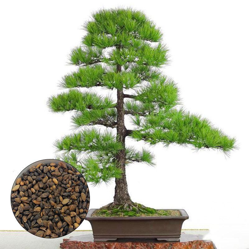 Egrow 60PCS/Bag Thunbergii Garden Black Pine Tree Seeds Flores Potted Plants Japanese Pine Tree