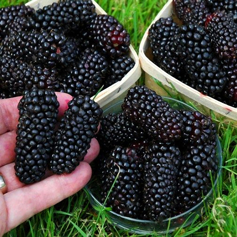 Egrow 200 pcs Blackberry Fruit Seeds Home Garden Plantting Perennial Potted Sweet Fruit Seed