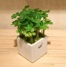 Egrow 200PCS/Pack Four Leaf Seeds Bonsai Seedsplant Green Plants Bonsai Four Leaf Clover Bonsai Decor