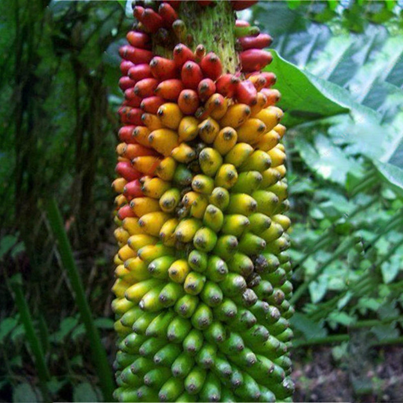 Egrow 100Pcs/Bag Dwarf Colorful Banana Seeds Particles Potted Banana Seeds Garden Bonsai Plants