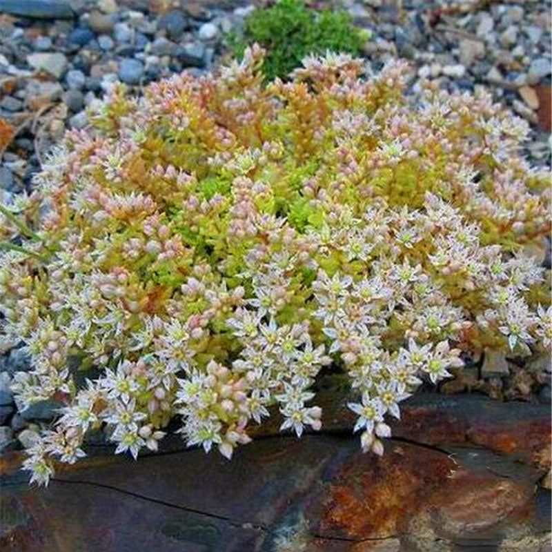 Egrow 100 Pcs/Pack Succulent Seeds Sedum Spanish Stonecrop Succulent Plantas Bonsai Plant DIY Home Garden Flower Plants