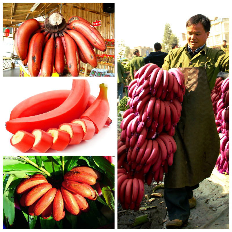 Egrow 40Pcs/Pack Red Banana Seeds Garden Potted Fruit Tree Bonsai