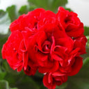 Egrow 100 PCS Geranium Seeds Rare Bonsai Flower Seeds Home Garden Perennial Potted Plant