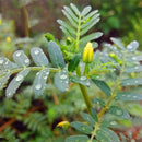 Egrow 100 Pcs/Pack Tribulus Terrestris Seeds Tribulus Terrestris Semente Plant Herba Tribuli