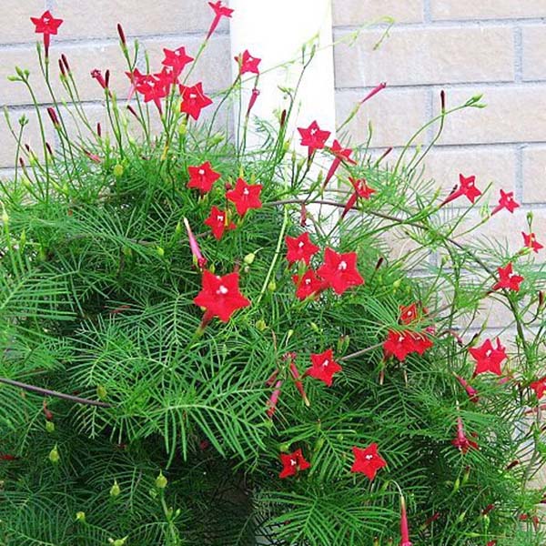 Egrow 20Pcs/Pack Cypress Vine Seeds Red White Gardening Wall Door Climbing Flowers Plants