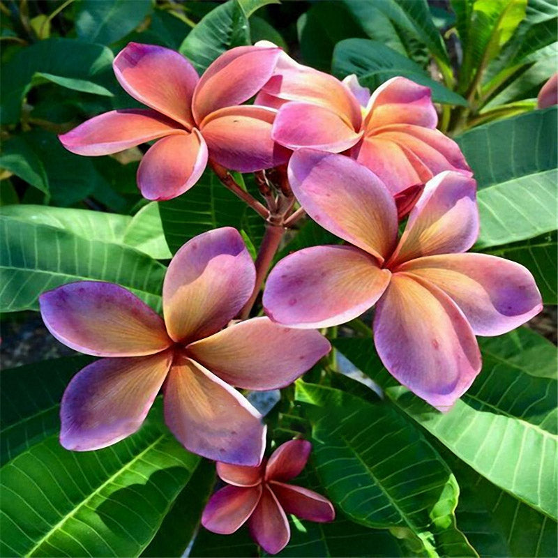 Egrow 100Pcs/Pack Plumeria Seeds Hawaiian Frangipani Flower Garden Wedding Party Decorations