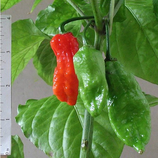 Egrow 100Pcs/Bag Devil Pepper Seeds Devil PeppBonsai World's Hottest Pepper Houseplants Edible Seeds