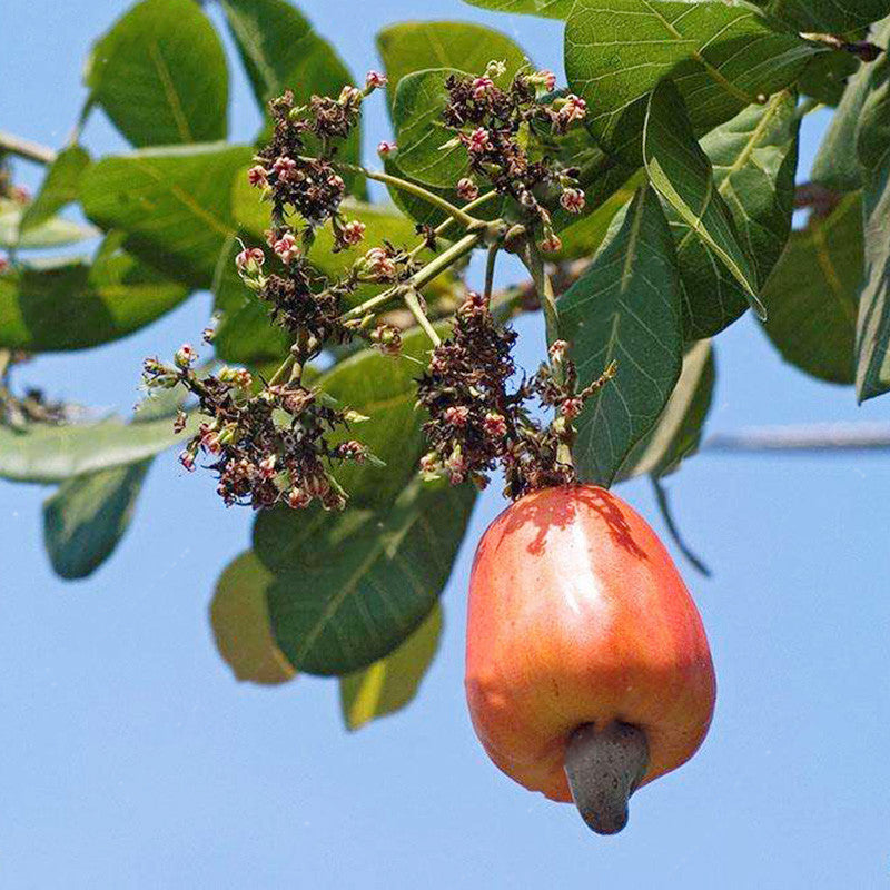 Egrow 10Pcs/Bag Cashew Nuts Seeds Cashew Nuts Tree Seeds Bonsai Flowers Plants for Hoe Garden Seeds