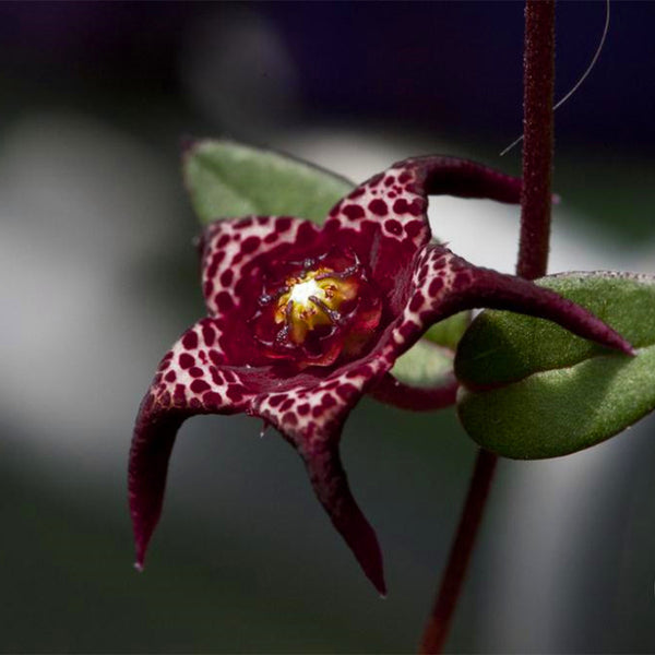 Egrow 100 Pcs/Pack Brachystelma Seeds Brachystelma Bonsai Wild Flower Plants Suitable For Garden Balcony Roof Planting