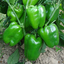 Egrow 50Pcs/Bag Mixed Red Yellow Green Pepper Seeds Colorful Sweet Pepper Seeds Mix Bell Peppers