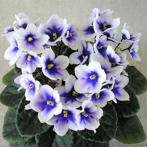 Egrow 100Pcs/Bag Violet Seeds Colorful Mini Seeds Garden Plant Perennial Herb Matthiola Incana Seeds