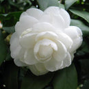 Egrow 10Pcs/Pack Camellia Flowers Seeds Potted Plants Home Garden Decorations Flower Seeds