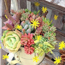 Egrow 100 pcs Mixed Lithops Seeds Rare Mini Succulent Stone Bonsai Pseudotruncatella Flowers