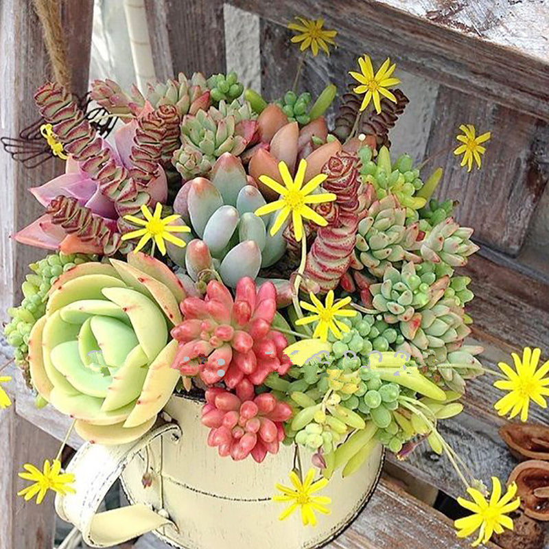 Egrow 100 pcs Mixed Lithops Seeds Rare Mini Succulent Stone Bonsai Pseudotruncatella Flowers