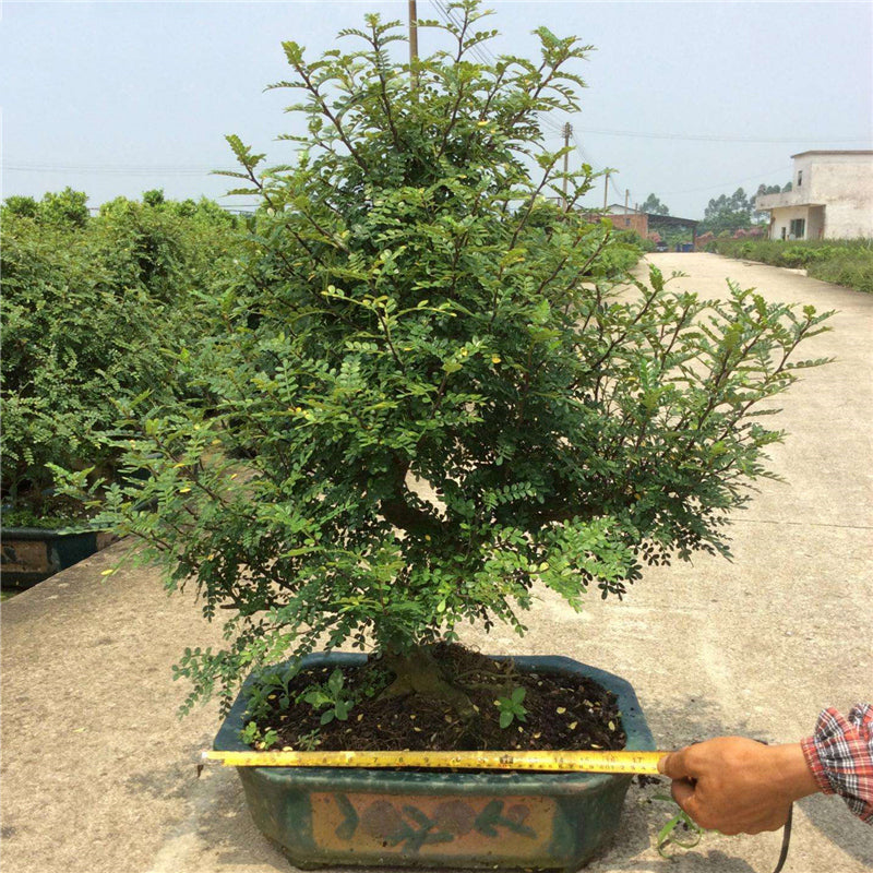 Egrow 30 Pcs/Pack Pistacia Weinmannifolia Tree Seeds Pistacia Weinmannifolia Tree Plant Pistacia Weinmannifolia