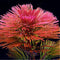 Egrow 1000 PCS Aquarium Plant Seeds Pine Tree Semillas Raras Plantas Aquatic Fish Tank Trees