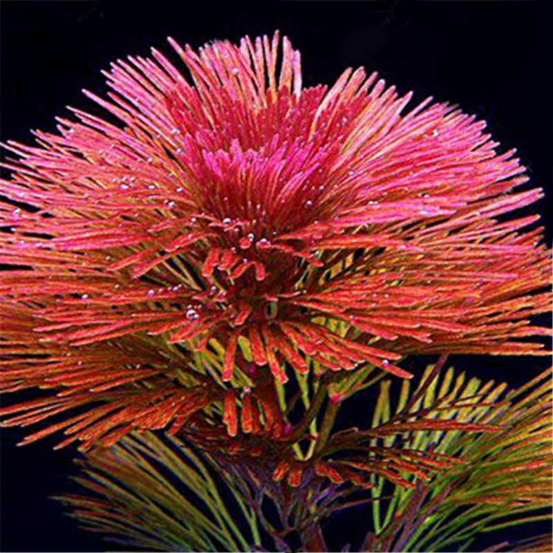 Egrow 1000 PCS Aquarium Plant Seeds Pine Tree Semillas Raras Plantas Aquatic Fish Tank Trees
