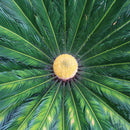 Egrow 1PC/Pack Cycas Seeds Cycas Plant Bonsai Potted Flower Flores For DIY Home Garden Household