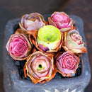 Egrow 100 Pcs/Bag Succulent Seeds Mountain Desert Rose Plants Ornamental Bonsai Flower Seed