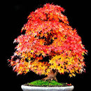 Egrow 20Pcs/Bag Red Maple Seeds Mini Beautiful Japanese Red Maple Bonsai Seeds DIY Bonsai Seeds