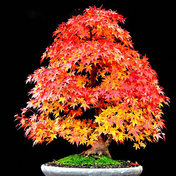 Egrow 20Pcs/Bag Red Maple Seeds Mini Beautiful Japanese Red Maple Bonsai Seeds DIY Bonsai Seeds
