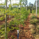 Egrow 80 Pcs/Pack Moringa Tree Seeds Moringa Tree Semente Plant Moringa Oleifera Tree