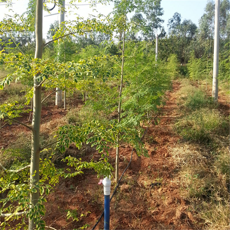 Egrow 80 Pcs/Pack Moringa Tree Seeds Moringa Tree Semente Plant Moringa Oleifera Tree