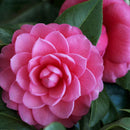 Egrow 10Pcs/Pack Camellia Flowers Seeds Potted Plants Home Garden Decorations Flower Seeds