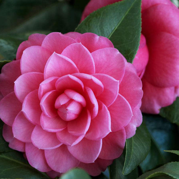 Egrow 10Pcs/Pack Camellia Flowers Seeds Potted Plants Home Garden Decorations Flower Seeds
