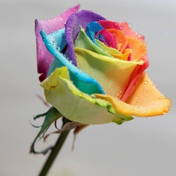 Egrow 200Pcs Rainbow Rose Seeds Rare Colorful Flower Potted Plant Garden Bonsai