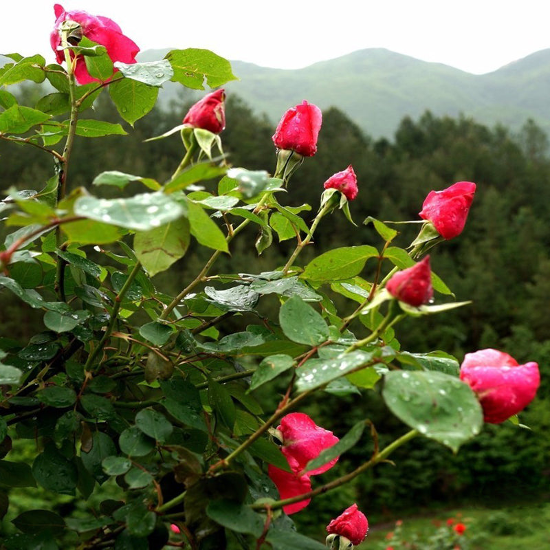 Egrow 100Pcs Red Rose Tree Seeds DIY Home Garden Potted Balcony Yard Flower Plant