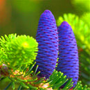 Egrow 50Pcs/Pack Abies Seeds Christmas Tree Home Garden Bonsai Flower Tree Seeds Garden Plants