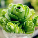 Egrow 100Pcs/Pack Greenovia Flowers Seeds Green Mountain Rose Succulent Plants Bonsai Seed