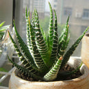 Egrow 100Pcs/Bag Haworthia Fasciata Seeds Aloe Vera Seeds Succulent Plant Seed Flower Bonsai