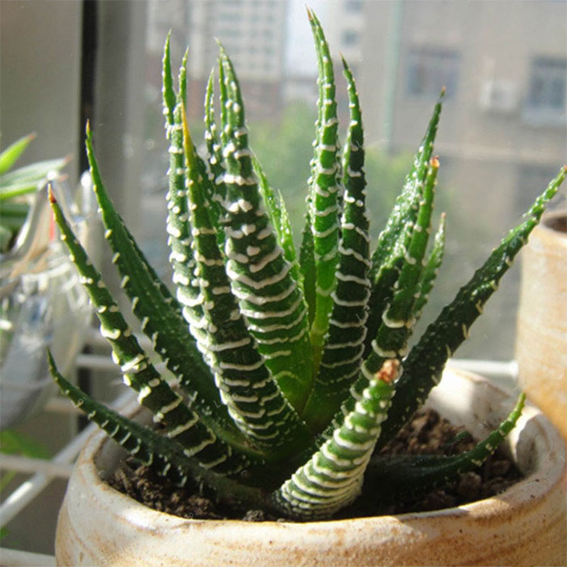 Egrow 100Pcs/Bag Haworthia Fasciata Seeds Aloe Vera Seeds Succulent Plant Seed Flower Bonsai