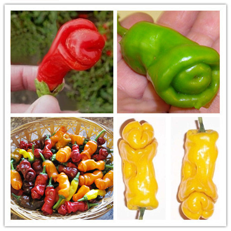 Egrow 100Pcs/Pack Chili Seeds Red Green Yellow Peppers Funny Kitchen Seasoners Plants Seeds