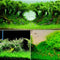 Yani Aquatic Plant Seeds Indoor Ornamental Grass Seed Grass Landscaping Decorations