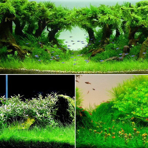 Yani Aquatic Plant Seeds Indoor Ornamental Grass Seed Grass Landscaping Decorations