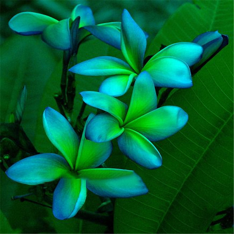 Egrow 100Pcs/Pack Plumeria Seeds Hawaiian Frangipani Flower Garden Wedding Party Decorations
