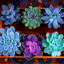 Egrow 200PCS Echeverione Succulent Seeds Mixed Color Garden Potted Flower Seed Home Deco Bonsai