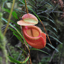 Egrow 50PCS Nepenthes Seeds Potted Plant Eating Mosqutio Insert Garden Outdoor Flowers Bonsai