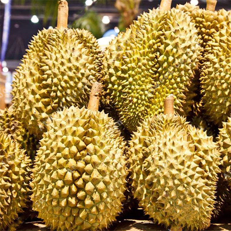 Egrow 5Pcs/Bag Durian Tree Seeds Delicious King Of Fruit Seeds High-nutrition Rare Bonsai Seeds