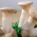 Egrow 50Pcs/Pack Mushroom Seeds Garden Planting Edible Pleurotus Eryngii Seeds Vegetable Seeds