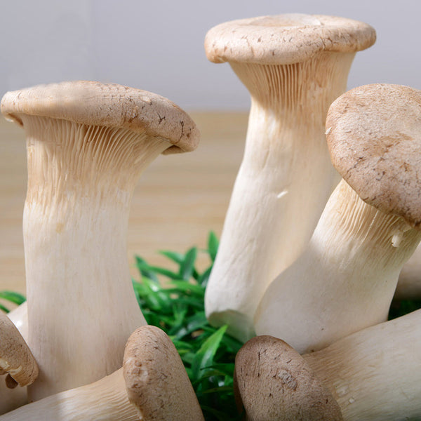 Egrow 50Pcs/Pack Mushroom Seeds Garden Planting Edible Pleurotus Eryngii Seeds Vegetable Seeds