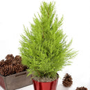Egrow 50 PCS Italian Cypress Tree Seeds Cupressus Sempervirens Home Garden Bonsai Planting Seeds