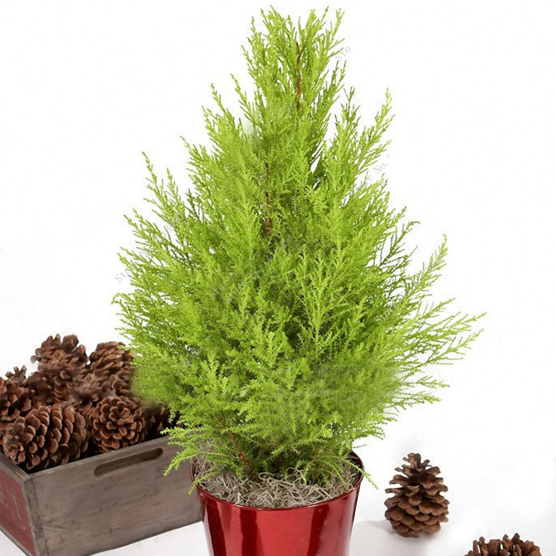 Egrow 50 PCS Italian Cypress Tree Seeds Cupressus Sempervirens Home Garden Bonsai Planting Seeds