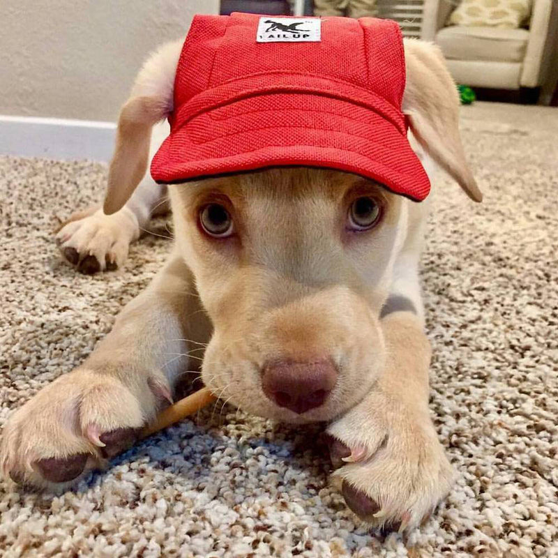 Summer Pet Dog Cute Print Cap Baseball Hat Small Dog Outdoor Hat Baseball Cap Pet Grooming Dog Hat Pets Accessories For Dogs Cats